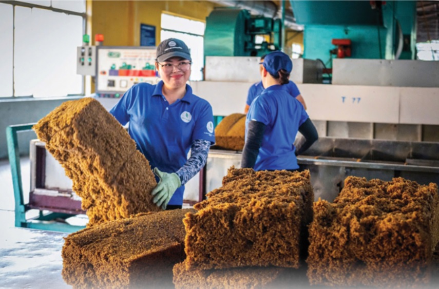 Các công ty cao su Đông Nam bộ hoàn thành xuất sắc nhiệm vụ
